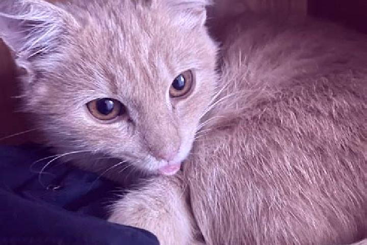 Andar Bahar (Playtech) online slot