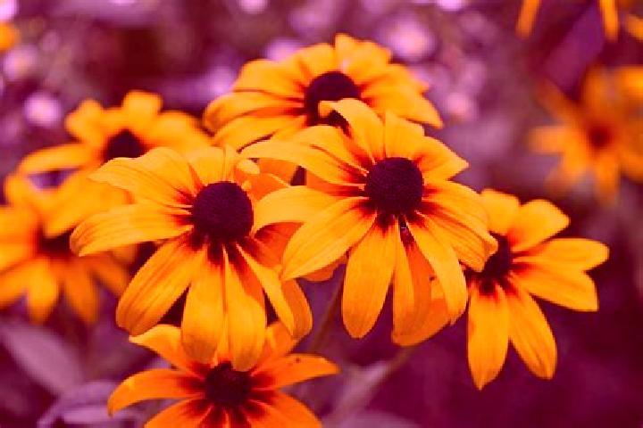 Aztec Blox online slot
