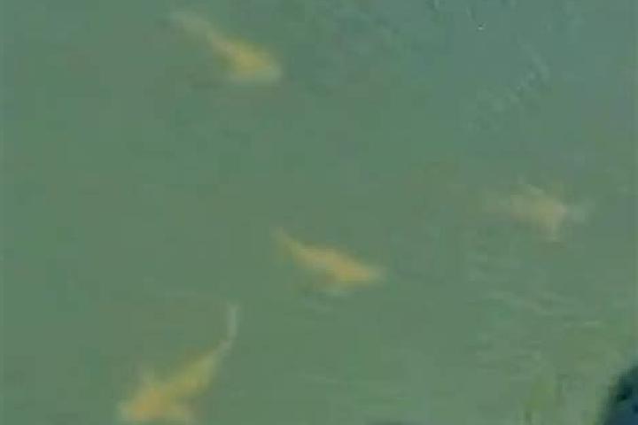Rise of Frog: Book s Legacy slot
